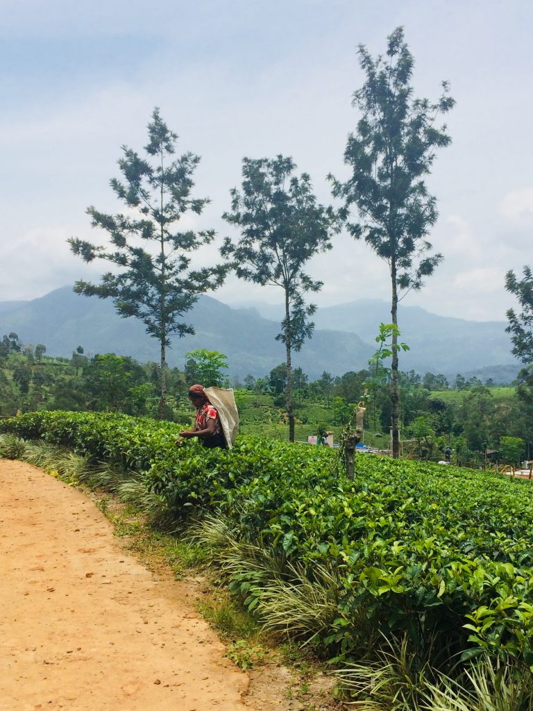 Raccoglitrici difoglie del  tè nel nostro itinerario di 13 giorni in Sri Lanka